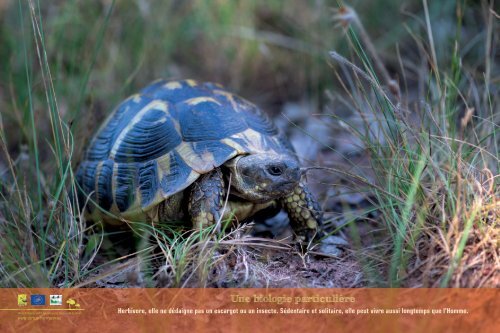 La Tortue d’Hermann, une espèce sauvage et menacée en Provence