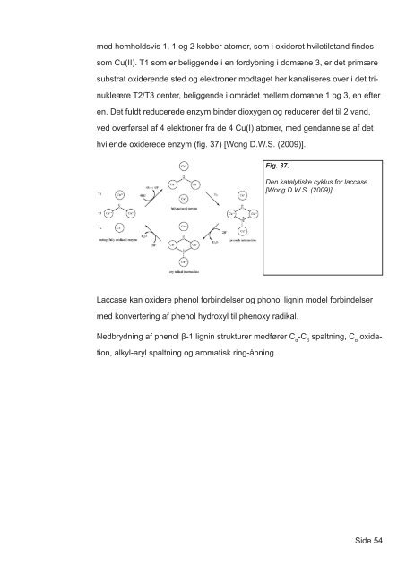 Mekanismer for brun- og hvidmuld svampes nedbrydning af tr - Nature