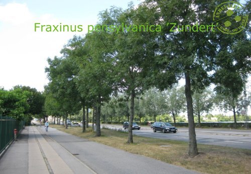 Højstammede gade- og vejtræer - Danske Planteskoler