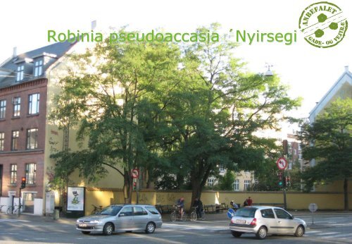 Højstammede gade- og vejtræer - Danske Planteskoler