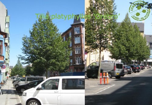 Højstammede gade- og vejtræer - Danske Planteskoler