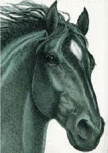 Black Beauty