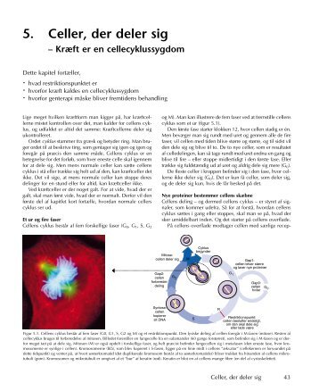 Kapitel 5 - Liv.dk