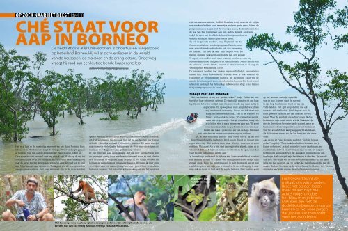 Ché staat voor aap in Borneo - OPZOEKNAARHETBEEST.be