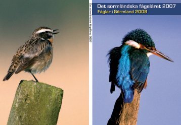 Det sörmländska fågelåret 2007 - FSO