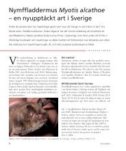 Nymffladdermus Myotis alcathoe – en nyupptäckt art i Sverige - SLU