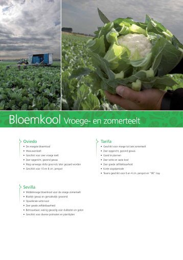 Bloemkool Vroege- en zomerteelt - Bejo Zaden B.V.