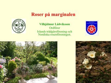 Roser på marginalen
