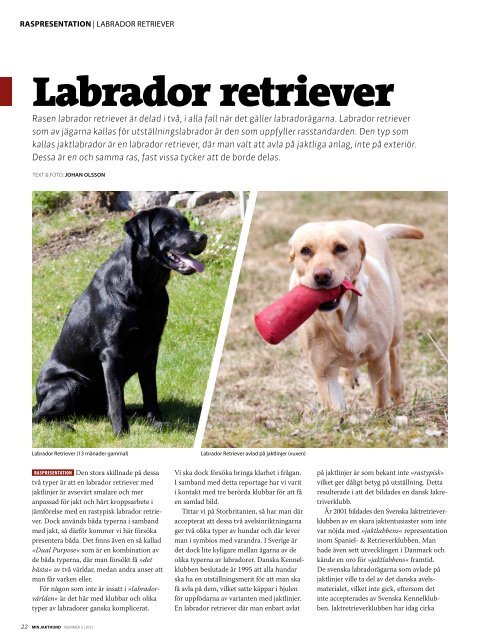 Labrador retriever - Kennel High Dreams