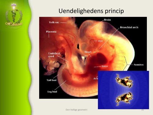 Hellig geometri, Skaberens aftryk og udtryk, livets opståen - Alcyone