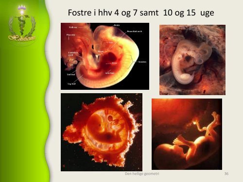 Hellig geometri, Skaberens aftryk og udtryk, livets opståen - Alcyone