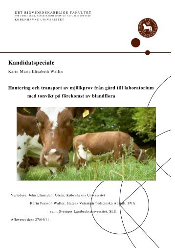 Examensarbete om hantering och transport av mjölkprov (pdf) - SVA