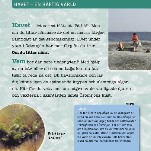 Under ytan i Östersjön (pdf)