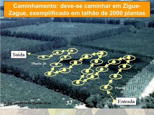 Manejo e controle do ácaro da falsa ferrugem dos citros - GTACC