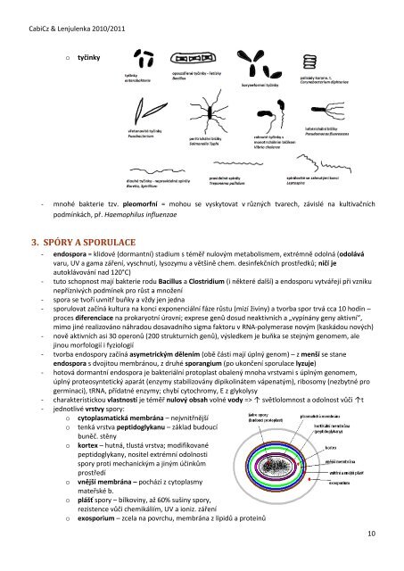 Vypracované otázky z mikrobiologie