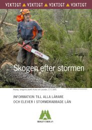 Stormskadad skog - Skogen i Skolan