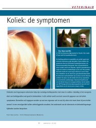 Koliek: de symptomen - Dierenartsenpraktijk Moergestel