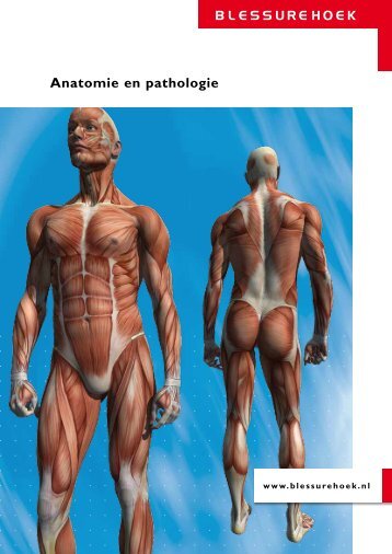 Anatomie en pathologie - Blessurehoek