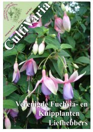 CultiVaria nummer 2 / 2012 - Verenigde Fuchsia en Kuipplanten ...