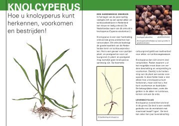 Brochure knolcyperus - De Boomkwekerij