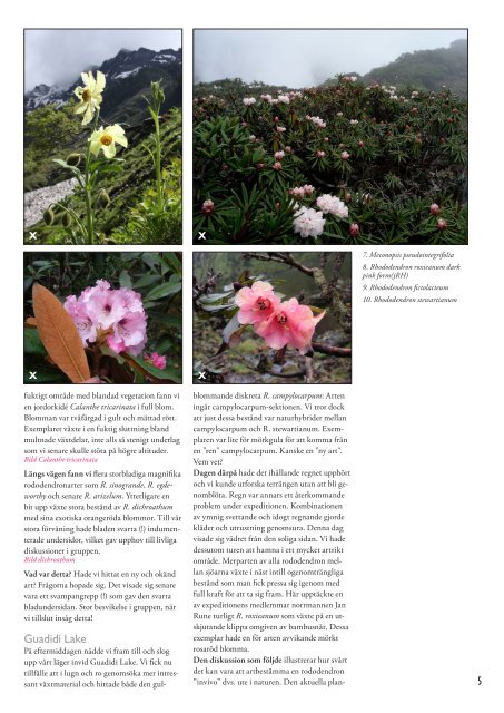 Bland minoritetsfolk och rhododendron i Yunnans berg