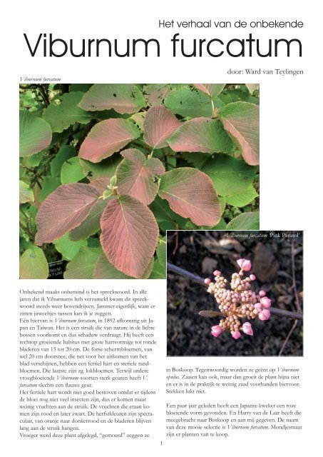 Viburnum furcatum - Arboretum Oudenbosch