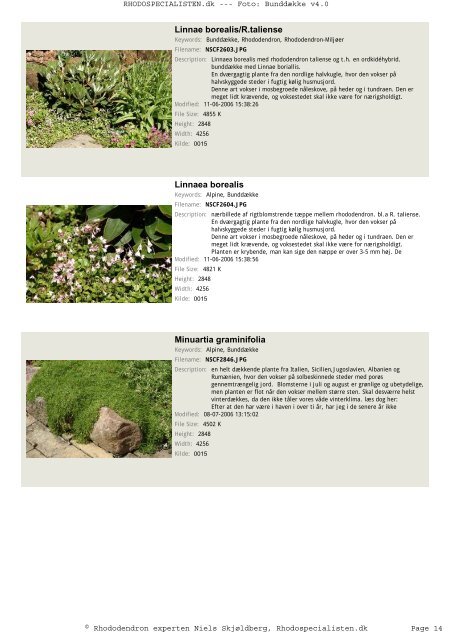 Ajuga reptans 'Braunherz' - Rhodospecialisten.dk