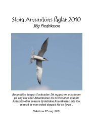 Stora Amundöns fåglar 2010 - NaturStig