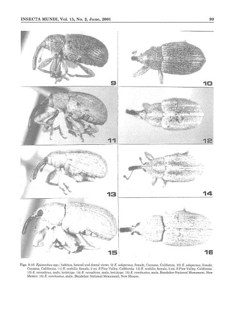 Epimechus Dietz (Coleoptera: Curculionidae: Anthonomini)