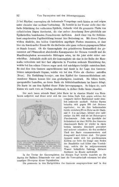 S-294304-2_GEGENBAUR_Vergleichende_Anatomie_der_Wirbelthiere_1901.pdf