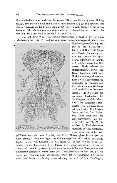 S-294304-2_GEGENBAUR_Vergleichende_Anatomie_der_Wirbelthiere_1901.pdf