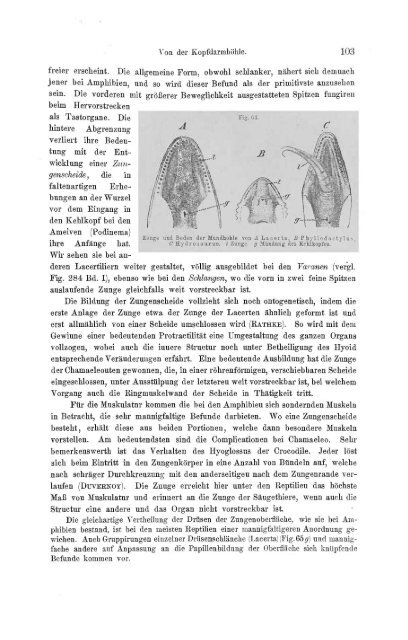 S-294304-2_GEGENBAUR_Vergleichende_Anatomie_der_Wirbelthiere_1901.pdf