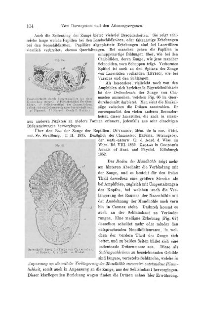 S-294304-2_GEGENBAUR_Vergleichende_Anatomie_der_Wirbelthiere_1901.pdf