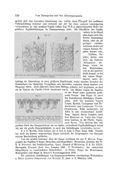 S-294304-2_GEGENBAUR_Vergleichende_Anatomie_der_Wirbelthiere_1901.pdf