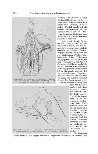 S-294304-2_GEGENBAUR_Vergleichende_Anatomie_der_Wirbelthiere_1901.pdf