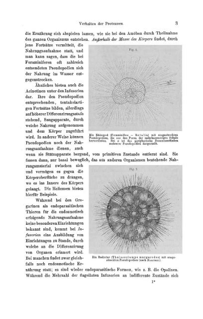 S-294304-2_GEGENBAUR_Vergleichende_Anatomie_der_Wirbelthiere_1901.pdf