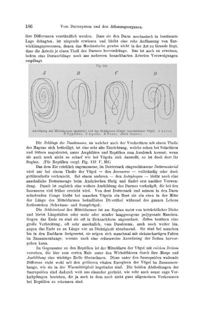 S-294304-2_GEGENBAUR_Vergleichende_Anatomie_der_Wirbelthiere_1901.pdf