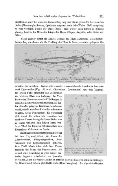 S-294304-2_GEGENBAUR_Vergleichende_Anatomie_der_Wirbelthiere_1901.pdf