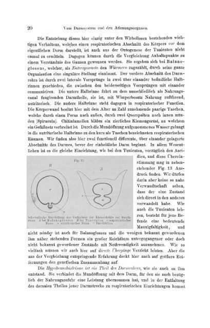 S-294304-2_GEGENBAUR_Vergleichende_Anatomie_der_Wirbelthiere_1901.pdf