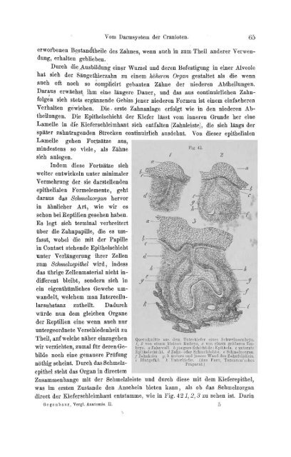 S-294304-2_GEGENBAUR_Vergleichende_Anatomie_der_Wirbelthiere_1901.pdf