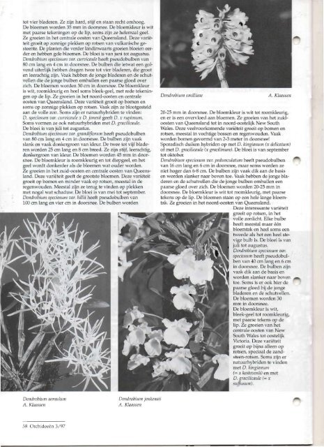 1997 - 3 - Orchideeën Vereniging Vlaanderen