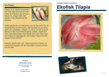 Ekofisk Tilapia Broschyr A4 - eko-fisk.se