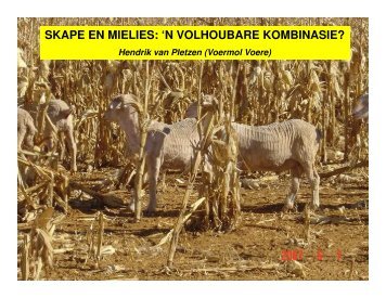 SKAPE EN MIELIES: 'N VOLHOUBARE KOMBINASIE? - Voermol