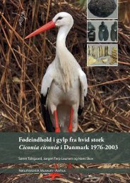 Fødeindhold i gylp fra hvid stork Ciconia ciconia i Danmark 1976-2003