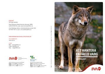 Att hantera en fälld varg - Licensjakt (pdf) - SVA