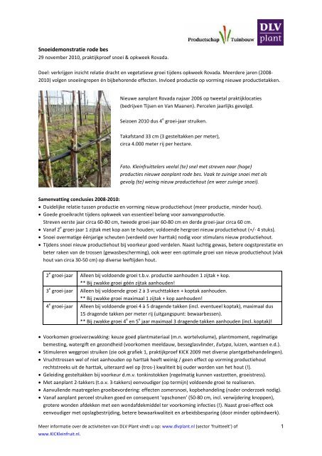 Praktijkproef snoei & opkweek rode bes - DLV Plant