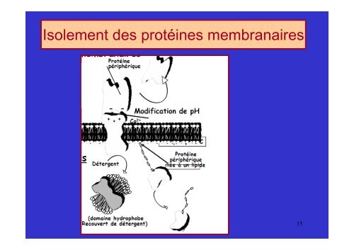 membrane plasmique - Poly-Prepas