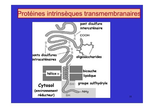 membrane plasmique - Poly-Prepas