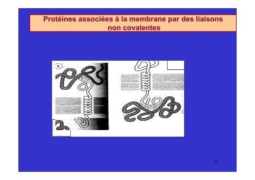 membrane plasmique - Poly-Prepas