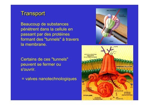 membrane plasmique - Poly-Prepas